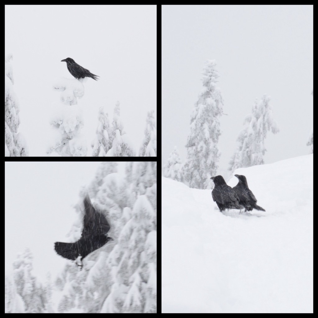 Crows at Grouse Mountain. Photo: SYinc