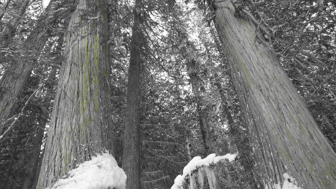 Snowshoeing in the Ancient Forest. Photo: Carolyn Ibis