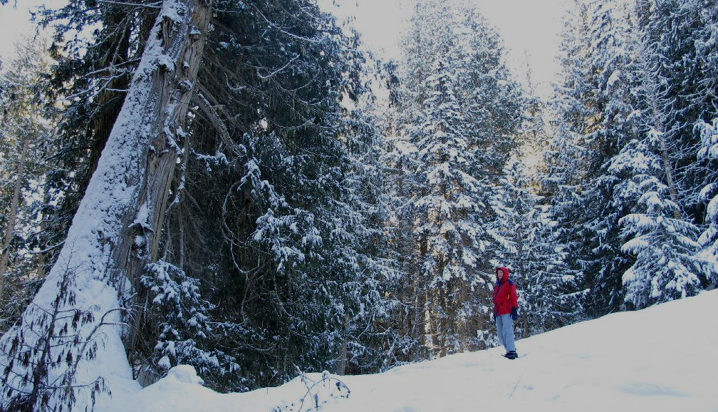 Snowshoeing the Ancient Forest in Northern BC
