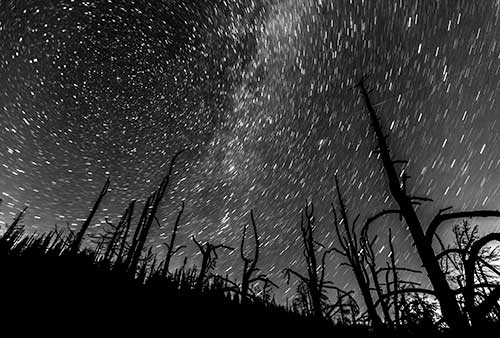 Starlit night from a burnt forest