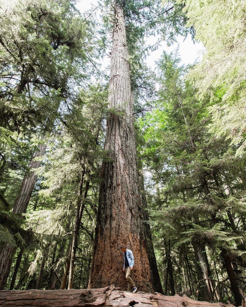 A man stands in a forest, next to an impossibly tall tree.
