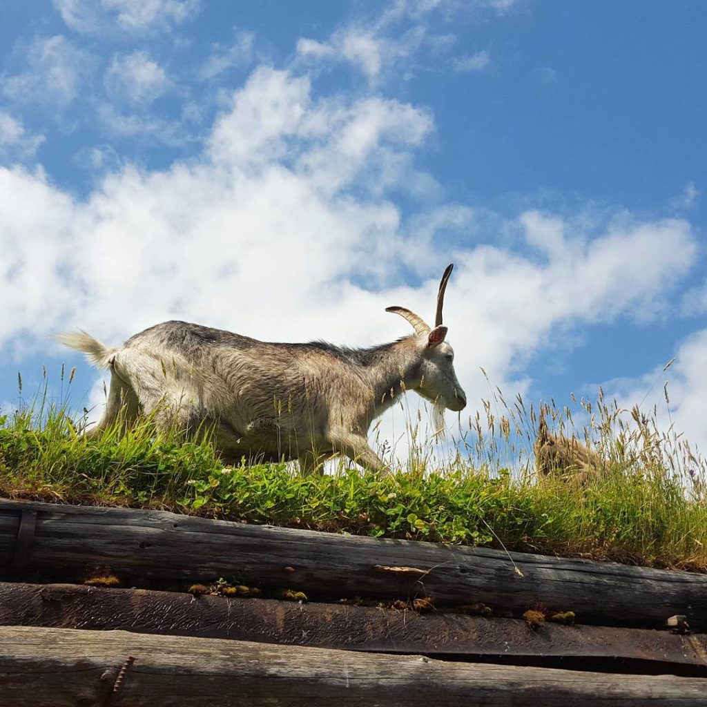 A goat walks through tall green grass under a blue sky.