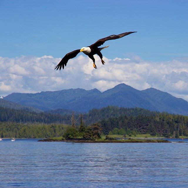 An eagle soaring above the ocean, with it's wings outstretched and yellow talons and beak perfectly visible.