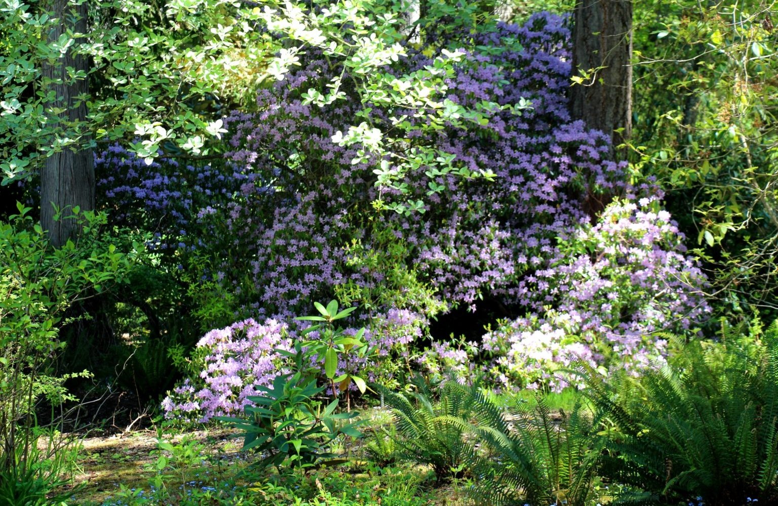 Visiting Milner Gardens and Woodland on Vancouver Island