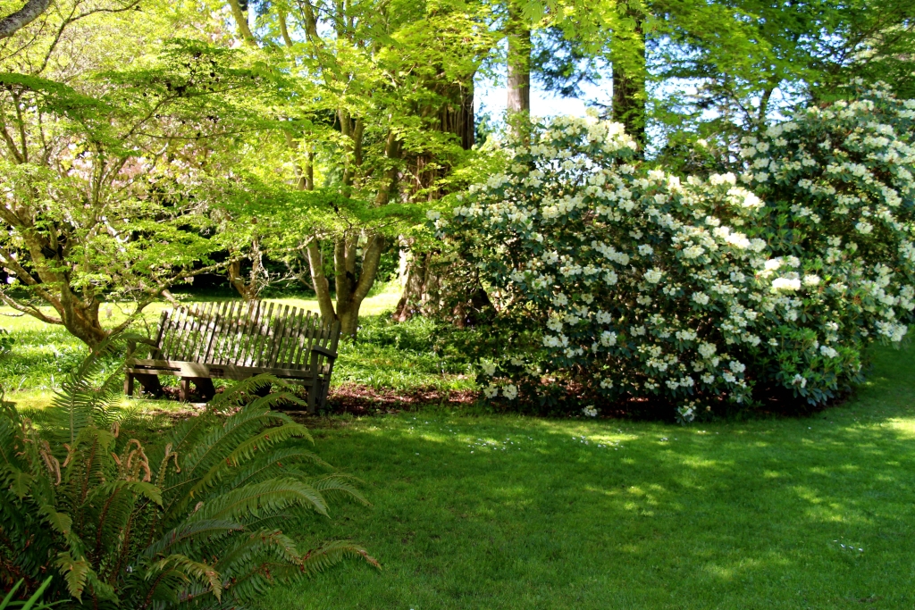 Bench and rhododendron at Milner Gardens and Woodland