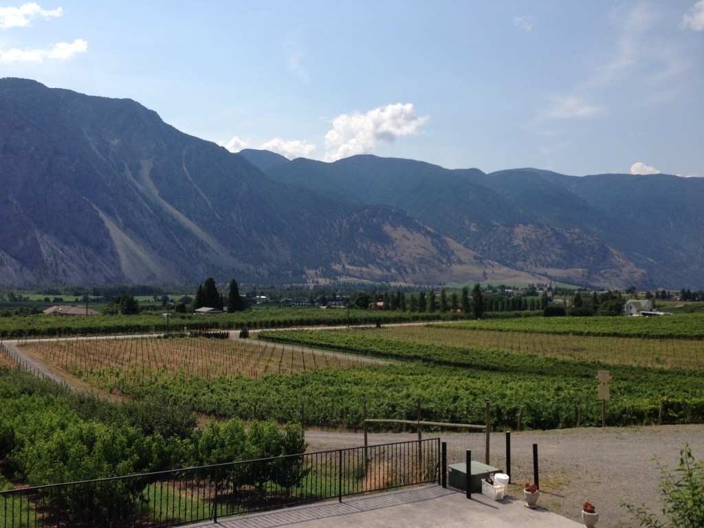 A sprawling vineyard before mountains
