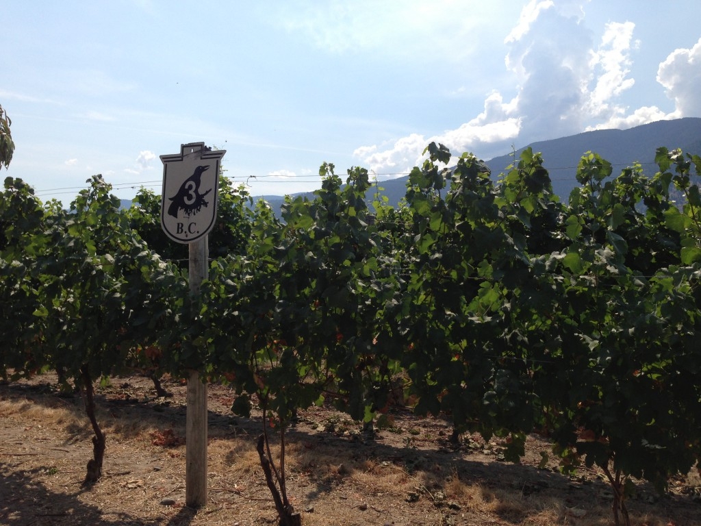 Vines at Crowsnest Vineyard in Cawston, BC