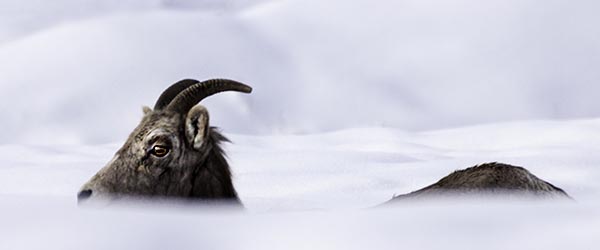 Winter is a Wonderful Time to View Bighorn Sheep in BC