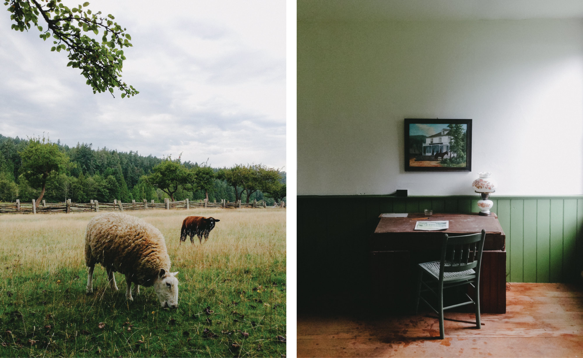Two images side by side. On the left, two sheep graze in an open field. On the right, a small brown desk with a green chair. A portrait hangs above the desk.