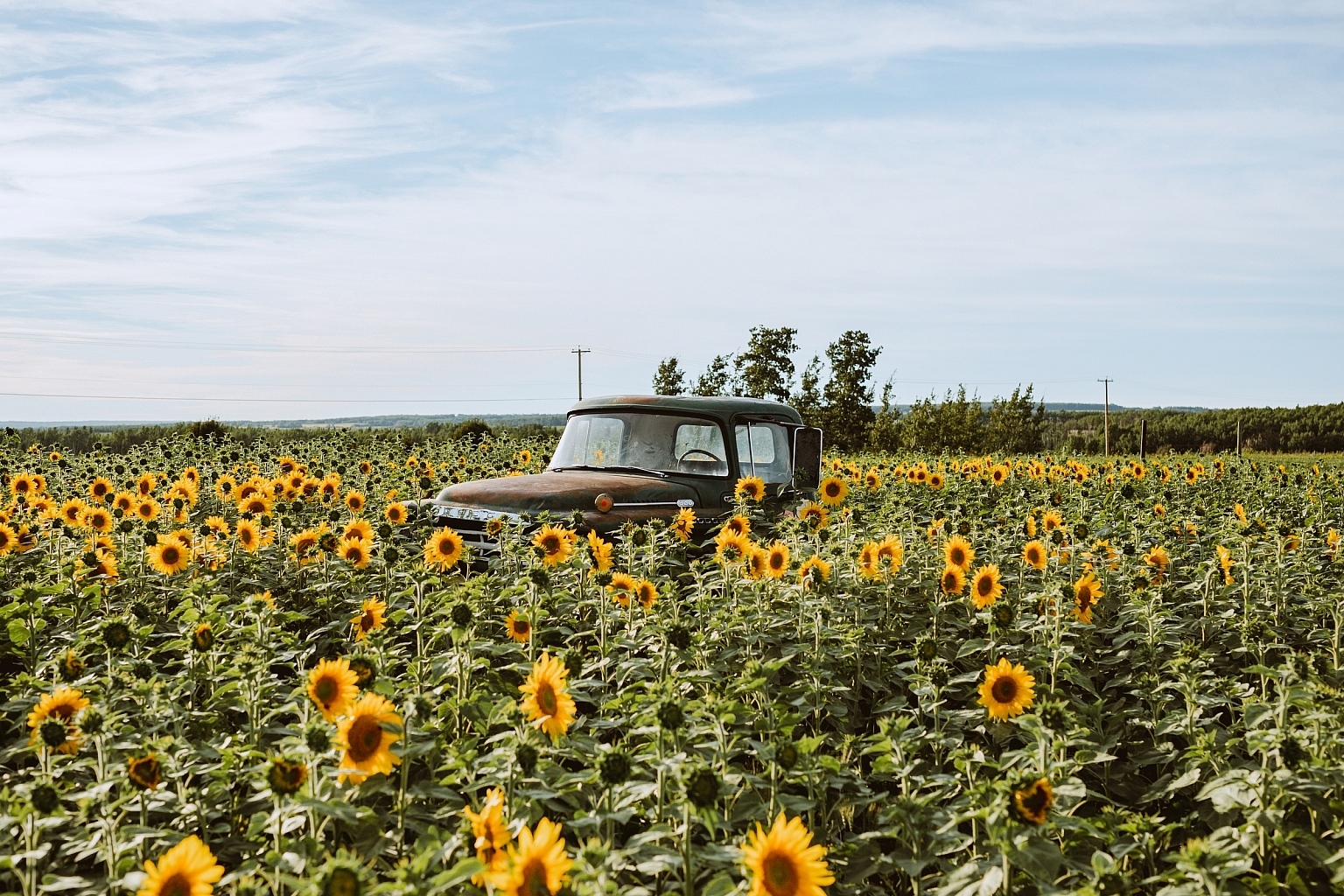 An old truck parked in a sunflower field near Fort St. John.