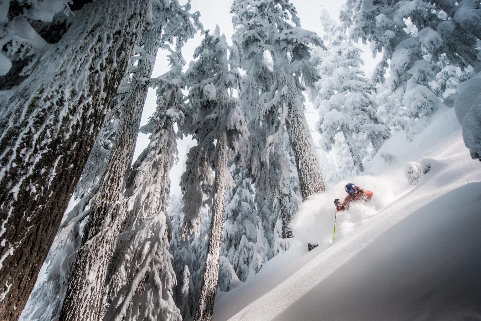 One skier turns through deep snow in the trees