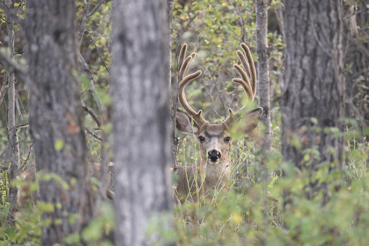 A deer in the woods is framed between two trees nears 108 Mile Ranch.