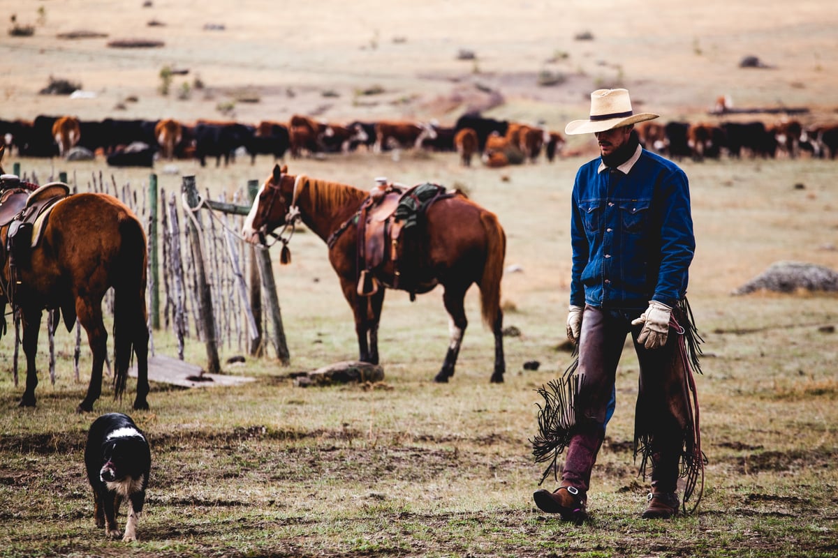 A man wearing cowboy attire including a wide brimmed hat, leather pants and a blue button shirt, walks past two horses in a field. Dozens more horses are in the distance background.