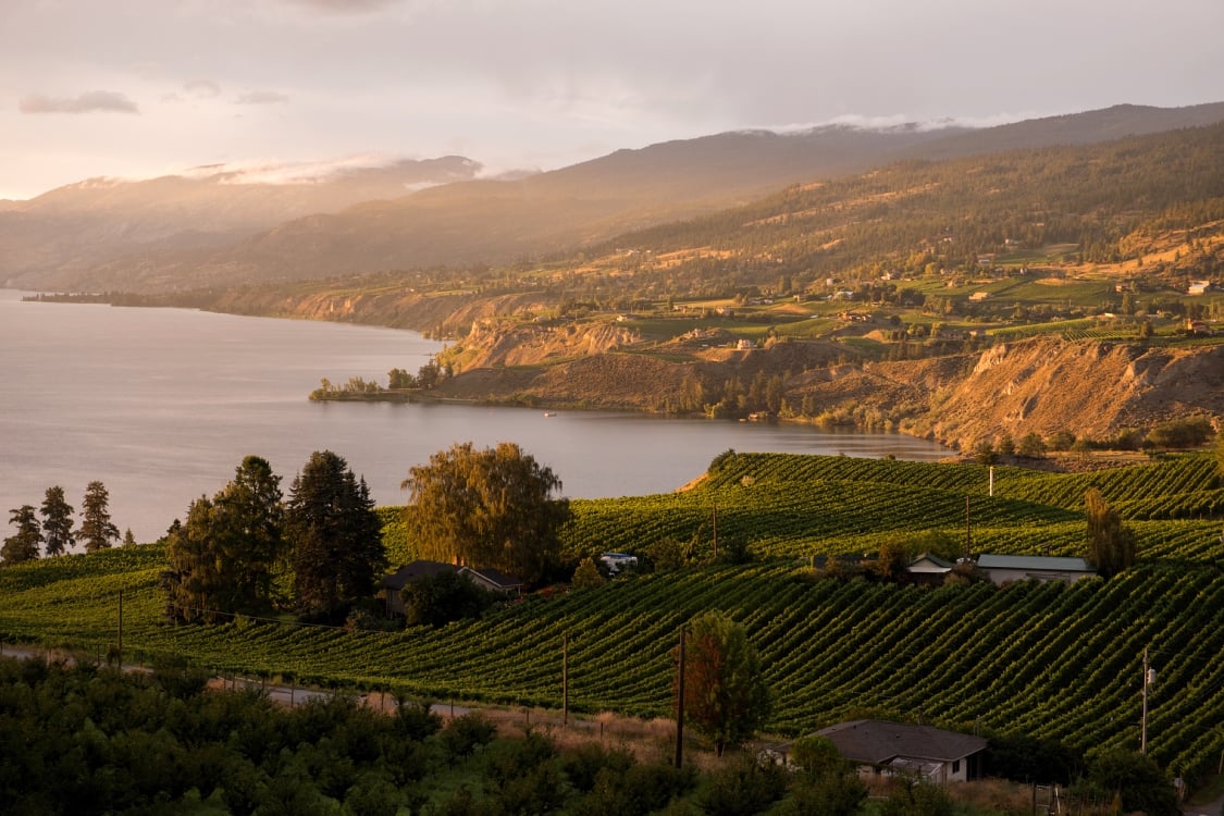 A vineyard on a lake with rolling hills beyond.