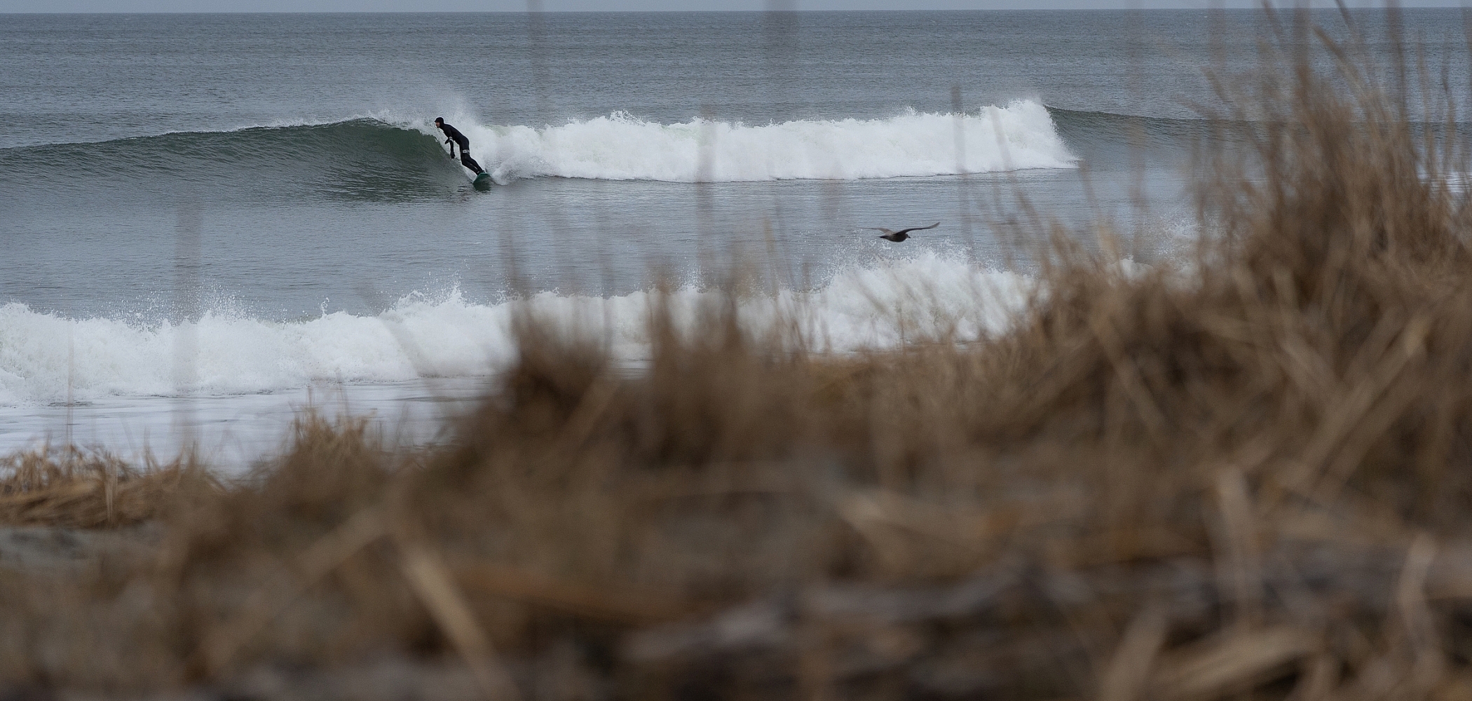 A person is catching a wave in the distance at Naikoon Provincial Park. Dried grasses are out of focus in the foreground of the frame.