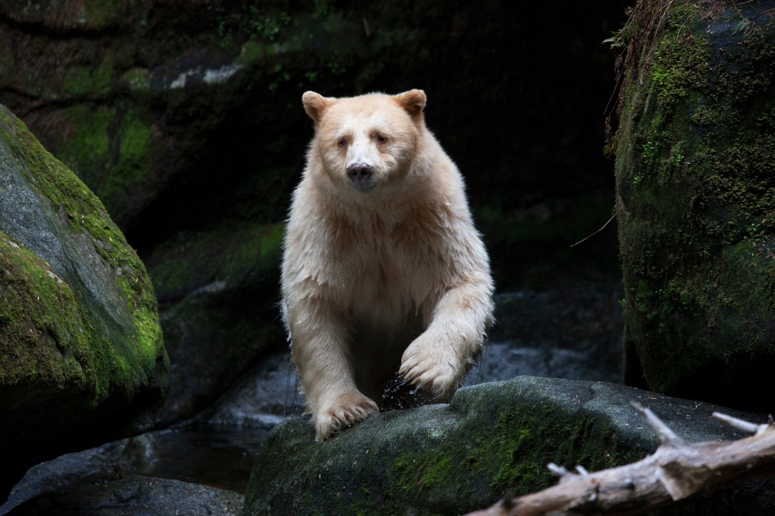A Spirit Bear strides towards the camera and away from the dark mossy rocks behind it