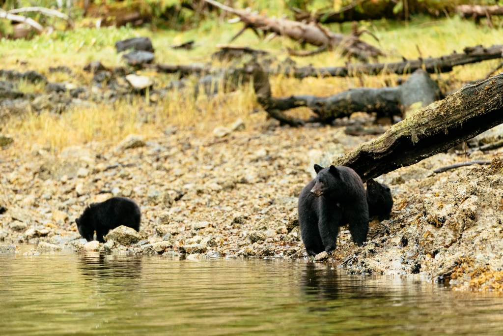 Black bears on the coastline in Clayoquot Sound | Jeremy Koreski