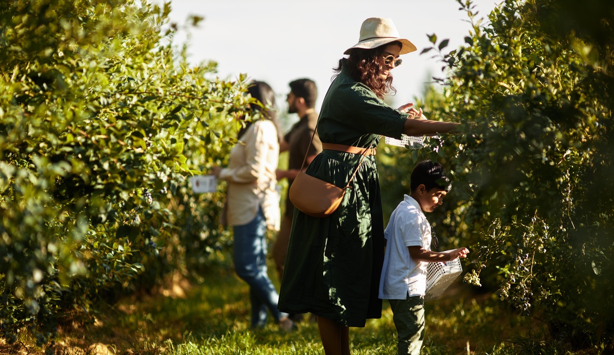 A family is berry picking at Krause Berry Farms & Winery. A mother leans over a small child near a blueberry bush. There are two other adults in the background.