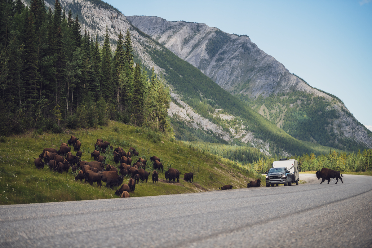 Bison along the Alaska Highway.