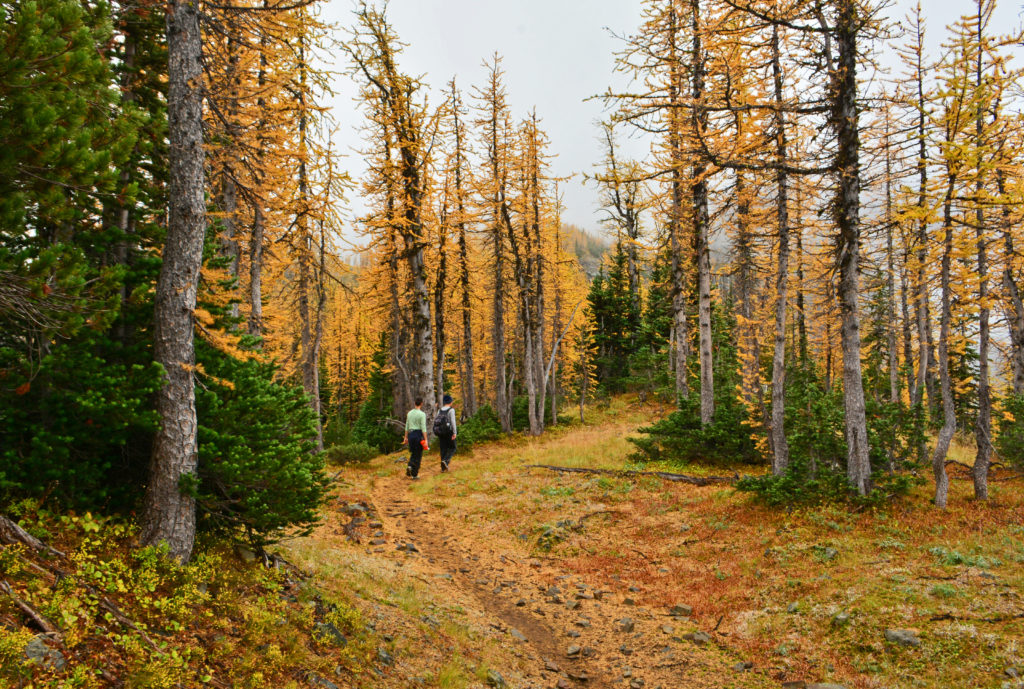 Two hikers walk through a trail of Golden Larches in Manning Provincial Park 