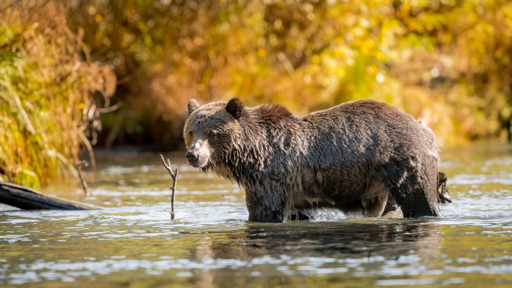 A grizzly bear standing in the water