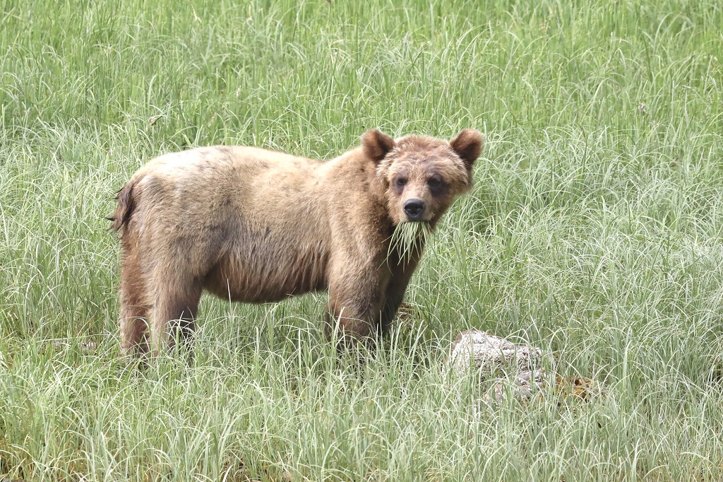 A bear munches on the sedge in the Khutzeymateen | Doug Davis/ Prince Rupert Adventure Tours