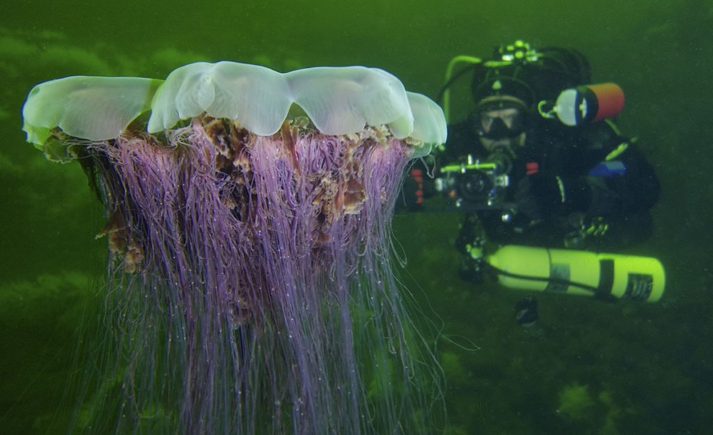 A scuba diver taking a photo of a jelly fish