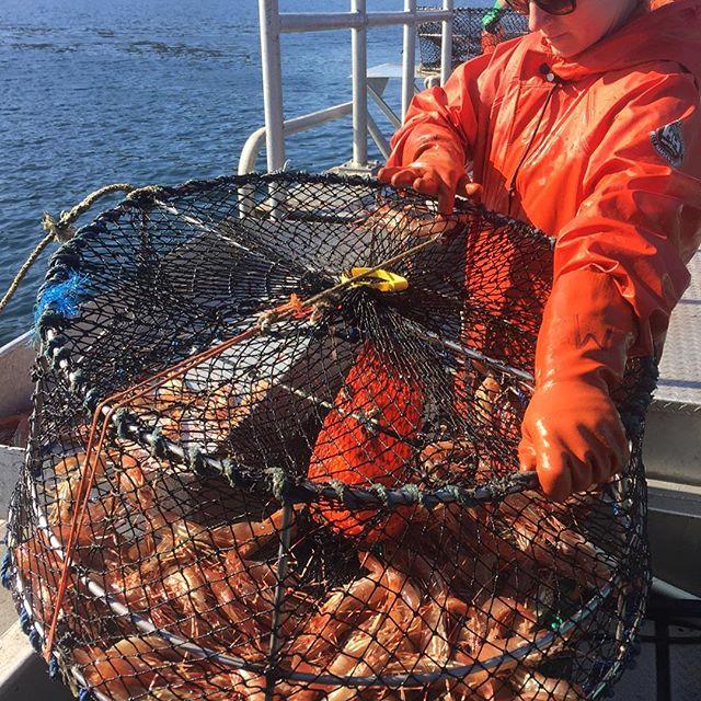A fisherman holds a basket full of spot prawns.