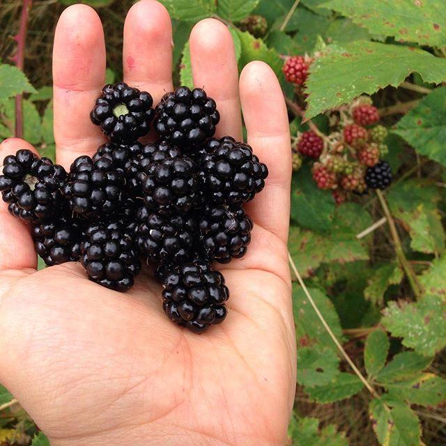 A handful of blackberries.