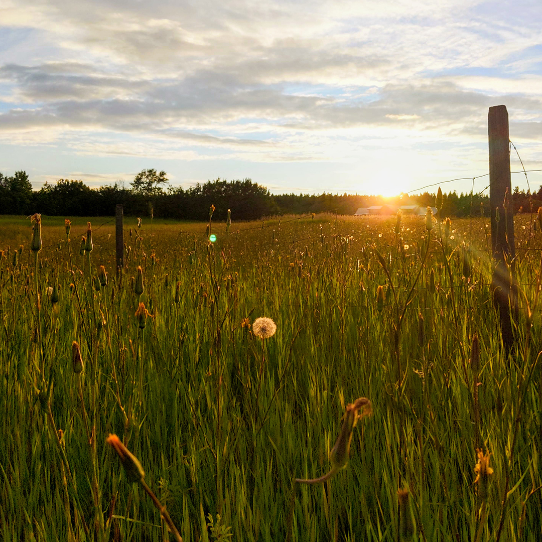 The sunsets over a field of long grass and wildflowers. A wire fence runs along the field.