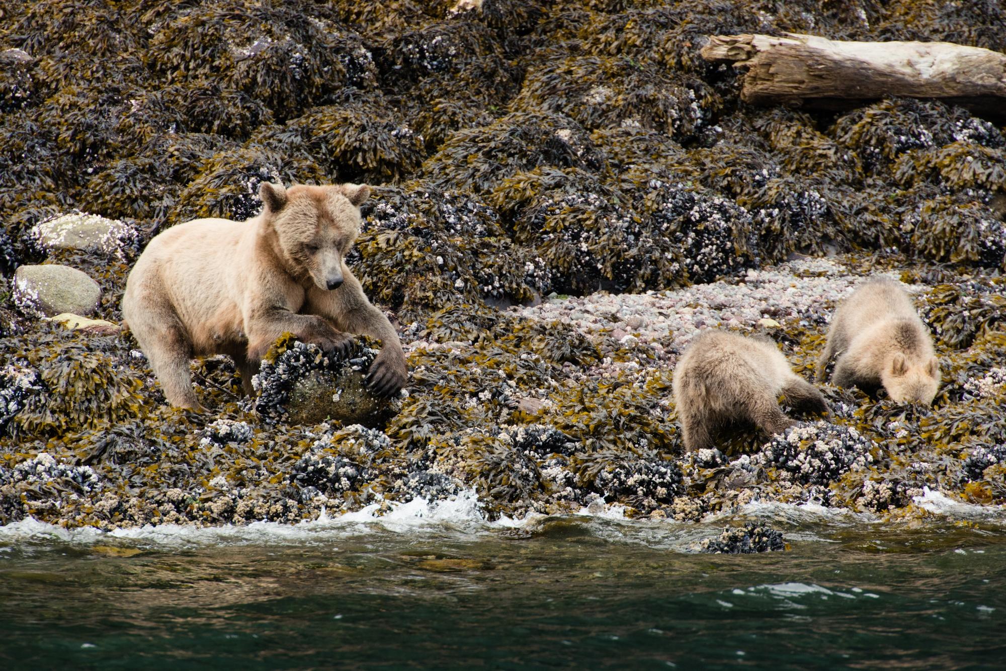 Young grizzly bears forage along the rocky shoreline