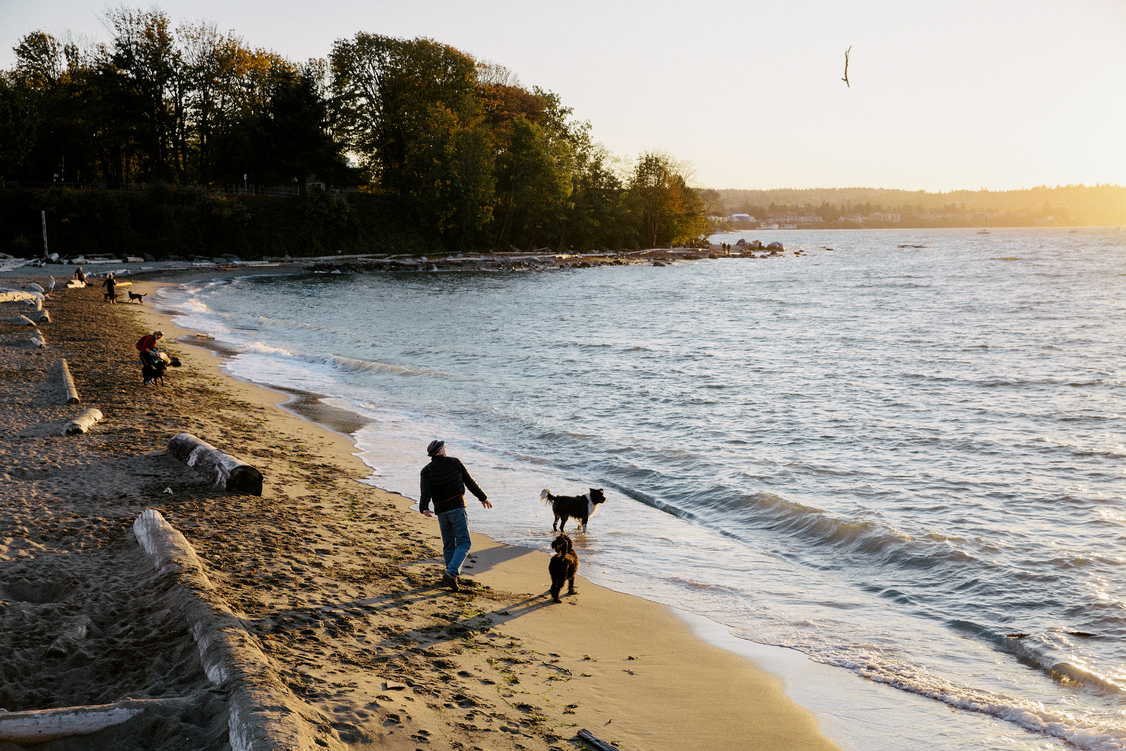 A person walks their dogs at Hadden Park Dog Beach in Kitsilano. The sun is setting over the ocean and the waves roll onto the sandy beach.