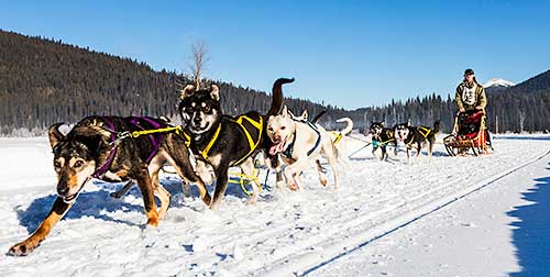 Dogs pulling a sled near Barkerville, BC. 