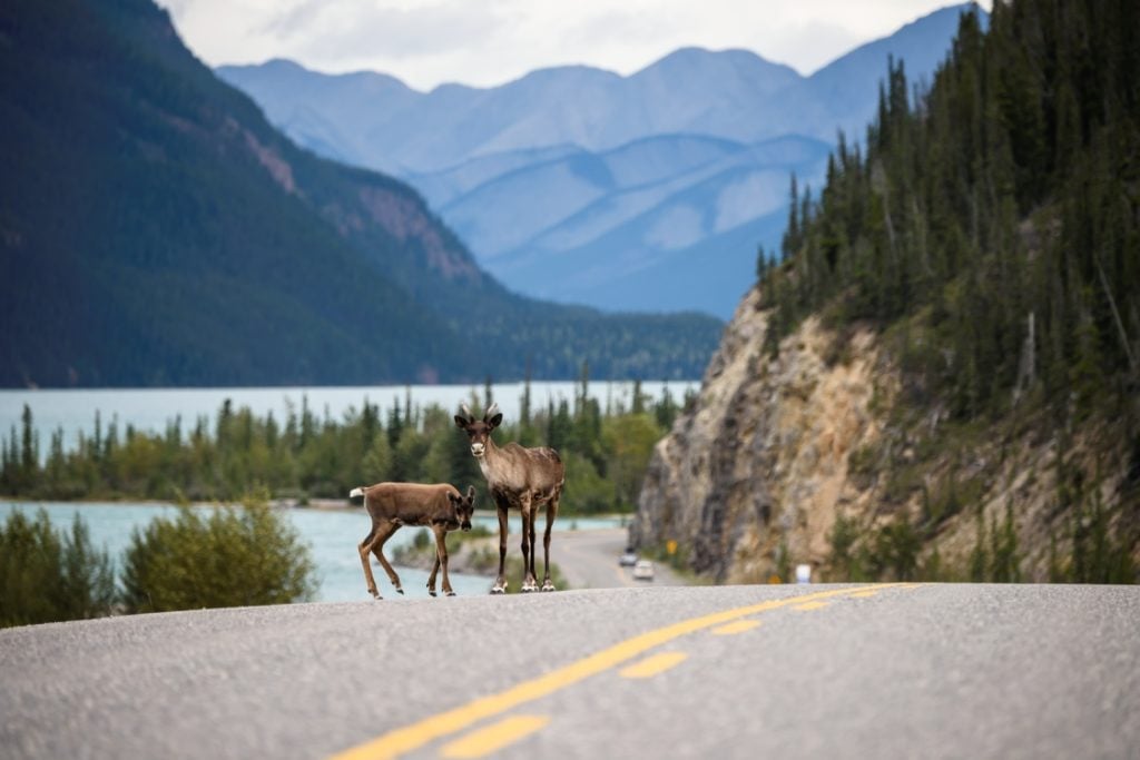 A caribou cow and her calf search for mineral salts along the Alaska Highway at Muncho Lake Provincial Park, in the Northern Rockies.