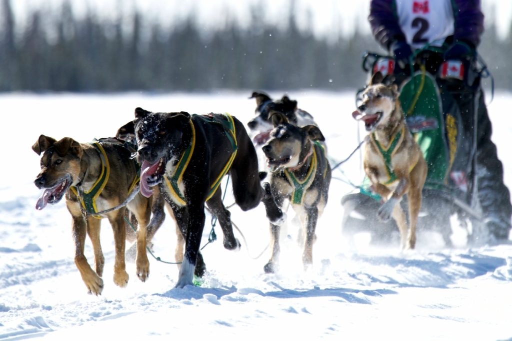 Sled dogs doing what they do best in Fort Nelson.