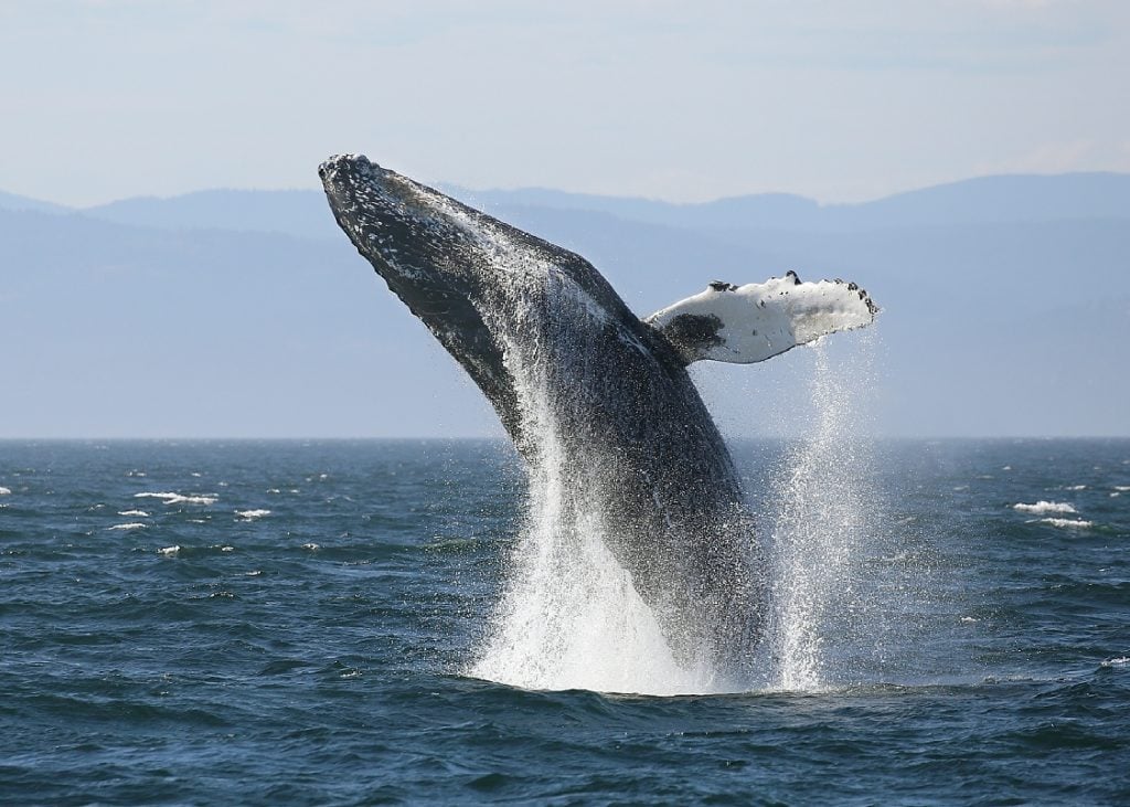 A humpback whale breaching near Vancouver Island