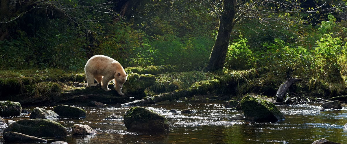 A white bear walks through the rainforest