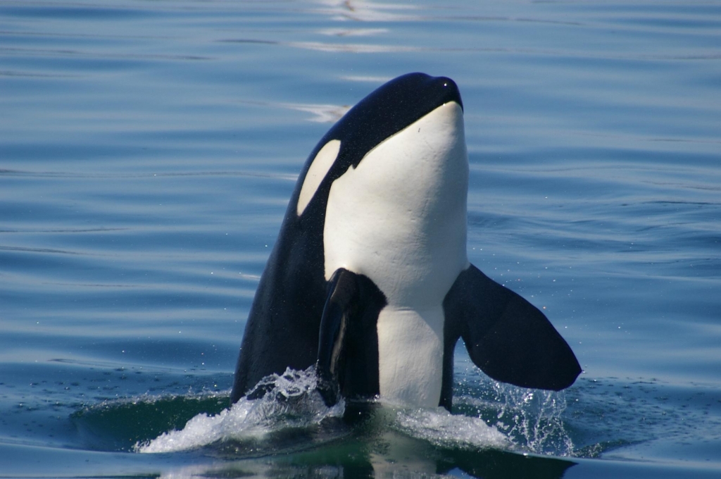 Orca Spirit Adventures | Super, Natural BC