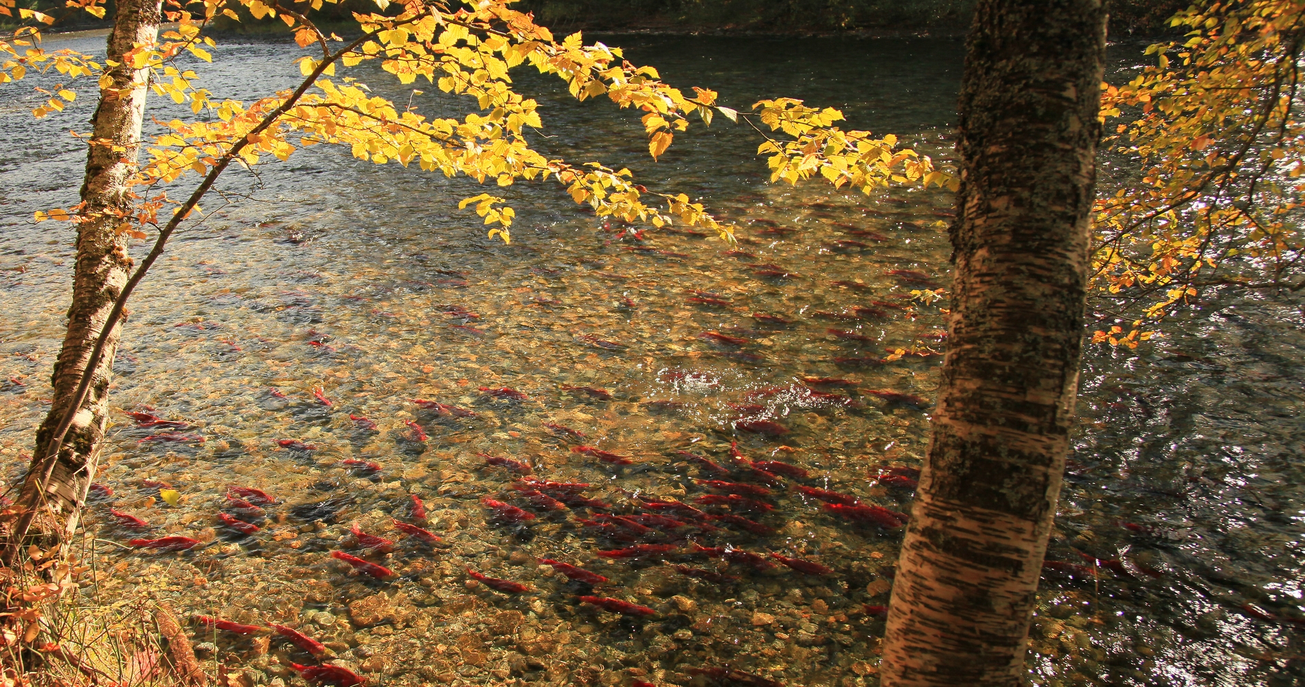Sockeye salmon in Adams River near Shuswap Lake | Chun Lee