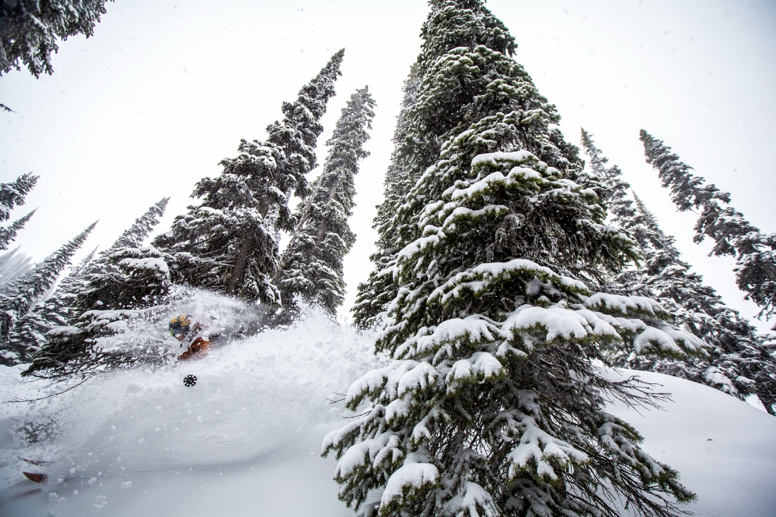 Looking up at snow covered evergreen trees as a skier goes by