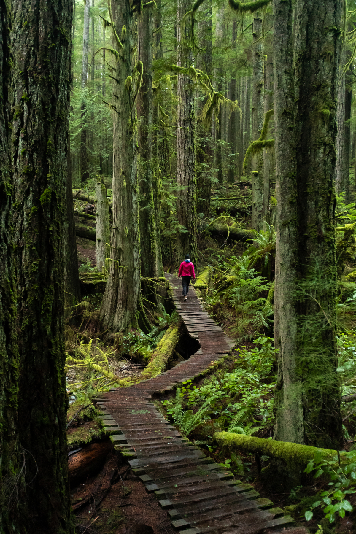 A person in a red puffy jacket walks along a wooden boardwalk through the forest