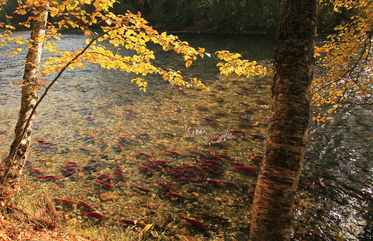 Sockeye salmon in Adams River near Shuswap Lake.