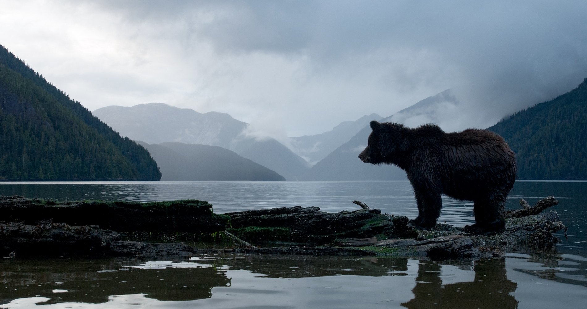 The silhouette of a grizzly bear standing on the shoreline with water and mountains behind. The sky is cloudy and getting dark.