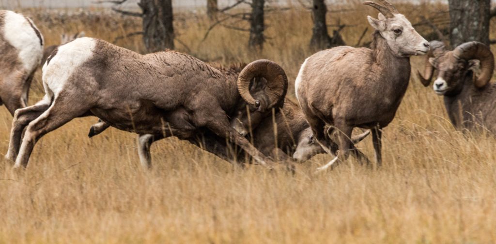 Big horn sheep vying for female attention in Radium Hot Springs.