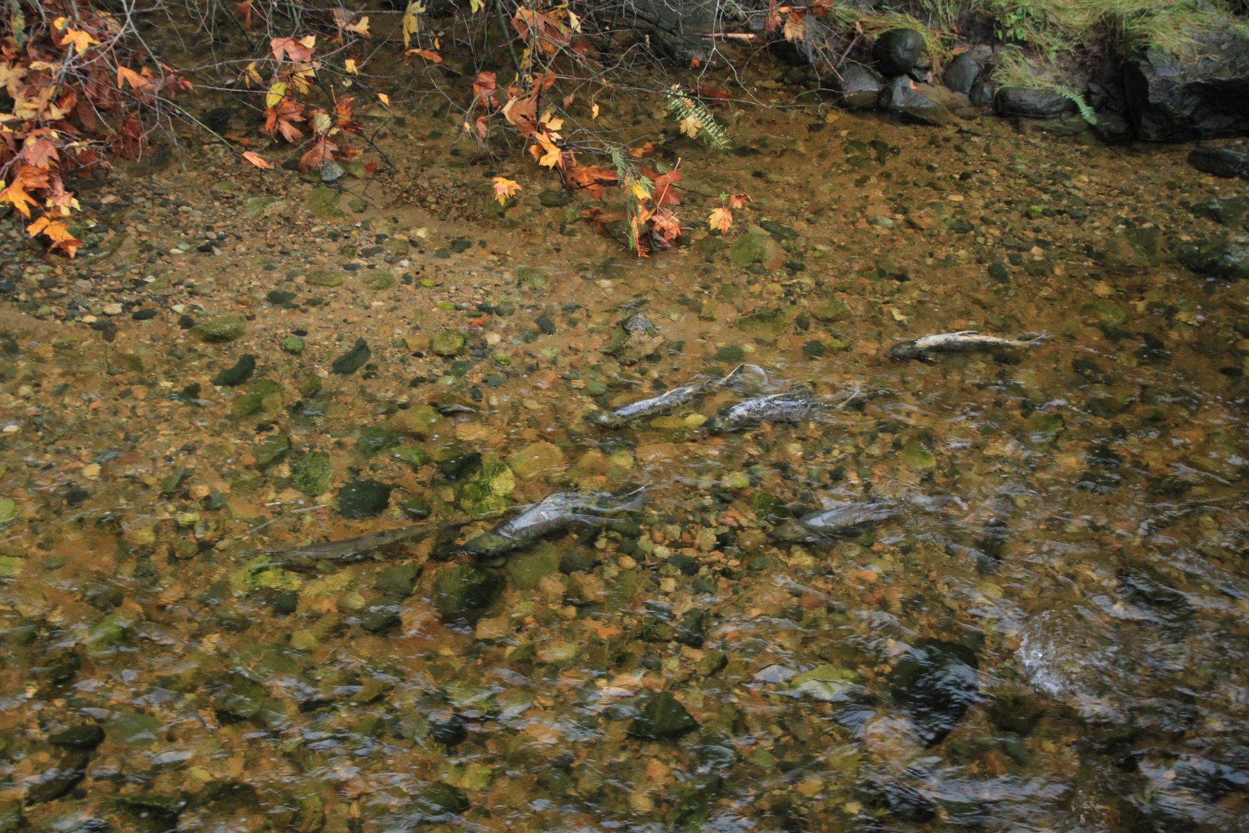 Salmon spawning in Roberts Creek | Robyn Hanson
