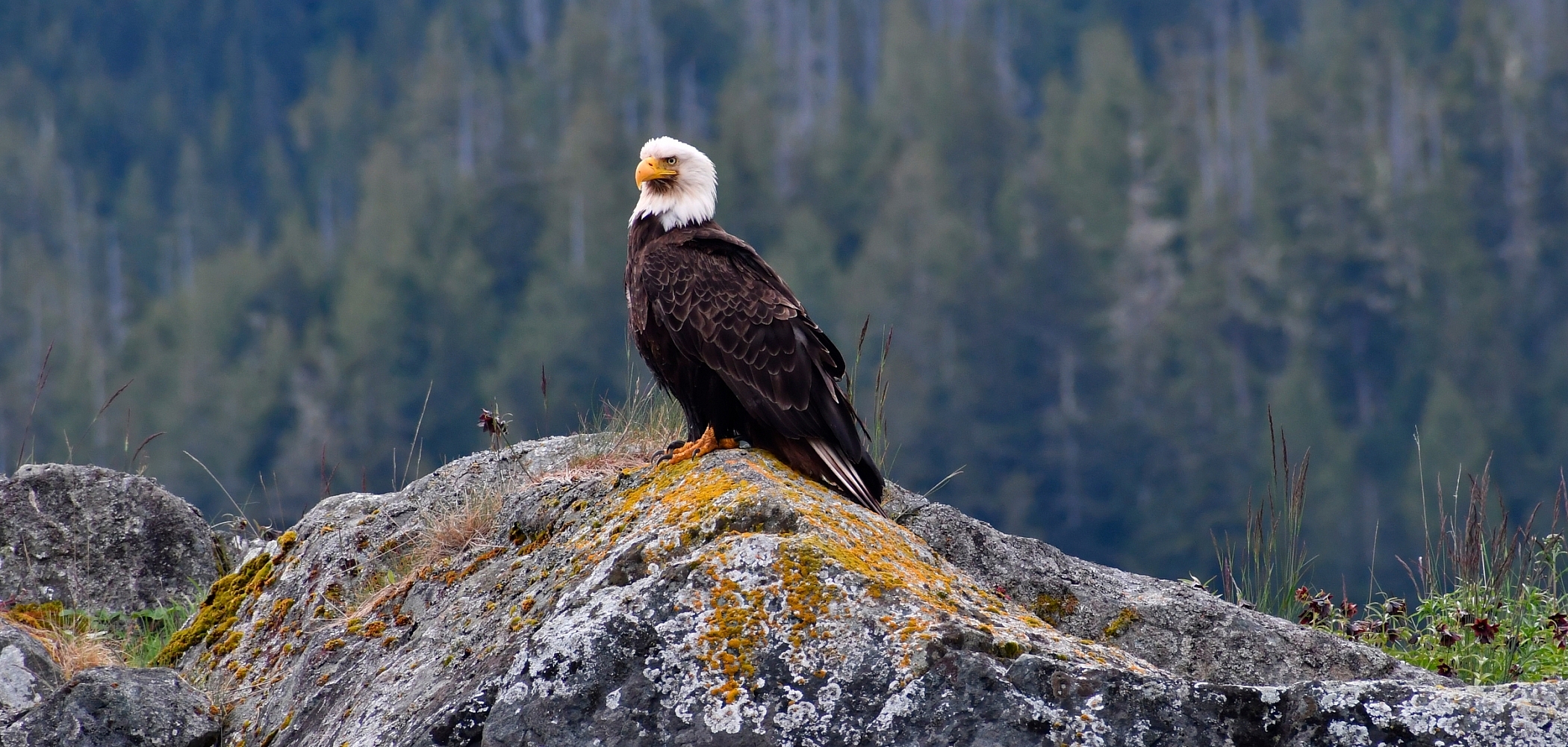 A bald eagle sits on a coastal boulder with thick trees in the background.