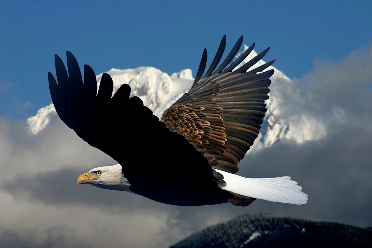 5 Places to see Eagles in BC | Super, Natural BC