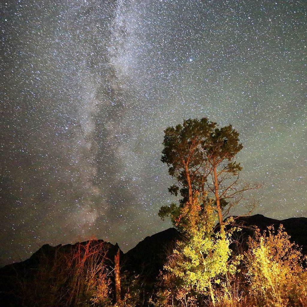 A rocky outcropping with a few trees in the foreground and the Milky Way visible in the night sky above.