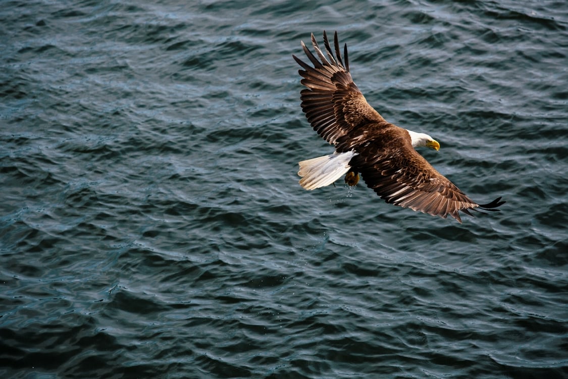 An eagle soars above the water