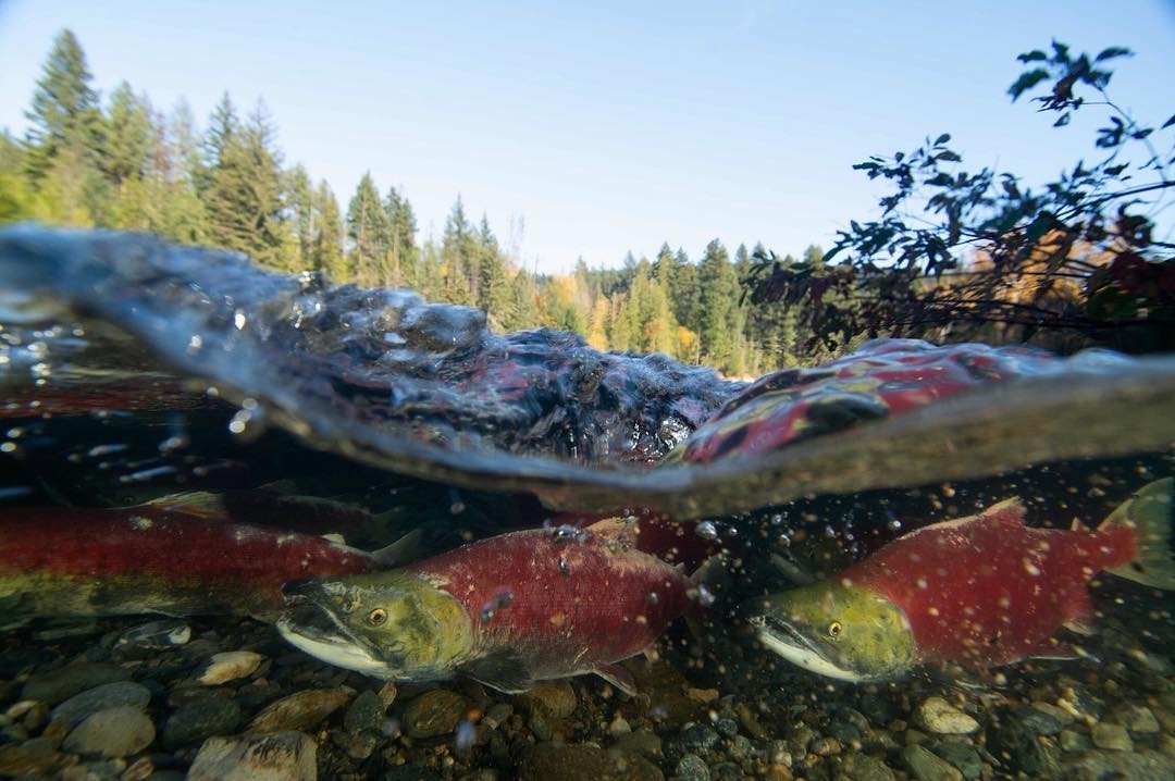 Close up of salmon swimming upstream in a river in Tsútswecw Provincial Park